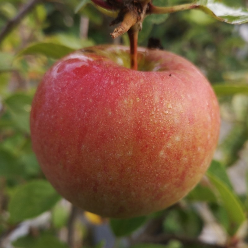 Æbletræ Aroma - Stammeomkreds 12-14 cm. - Malus domestica Aroma