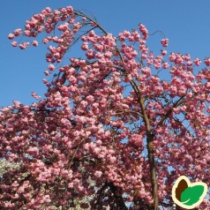 Prunus serrulata Kiku shidare Sakura - Japansk Hængekirsebær / 120 cm. stamme med krone.