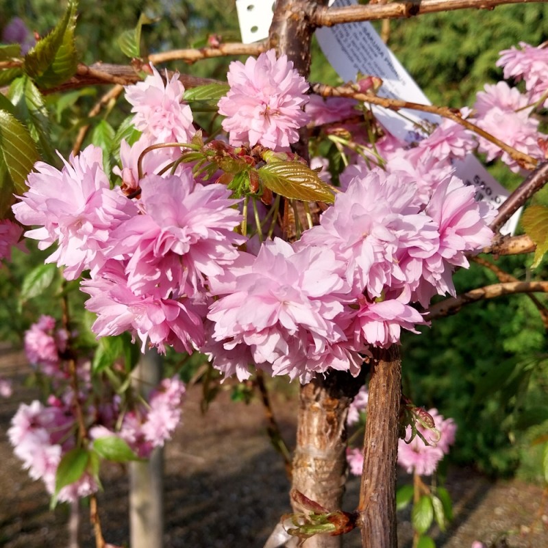 Japansk Hængekirsebær 220 cm. stamme - Stammeomkreds 12-14 cm. - Prunus serrulata Kiku shidare Sakura