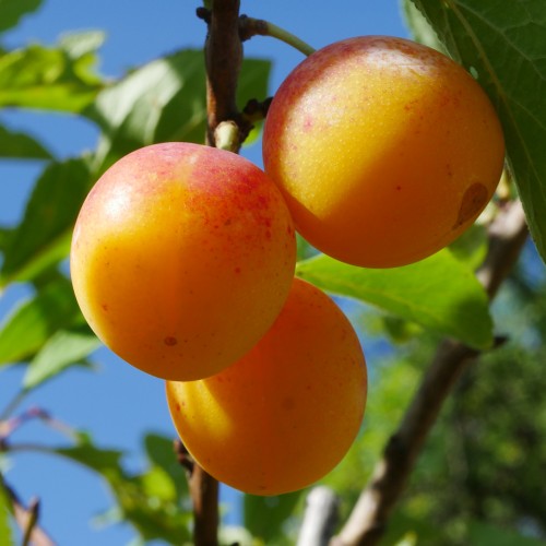 Storfrugtet Mirabel Nancy Mirabelle - Stammeomkreds 10-12 cm. - Prunus cerasifera Nancy Mirabelle