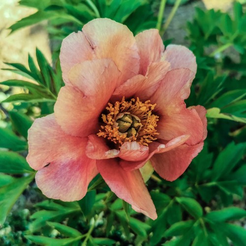 Træpæon Old Rose Dandy - Paeonia Itoh Old Rose Dandy
