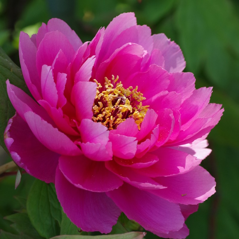 Træpæon Pink Ardour - Paeonia Itoh Pink Ardour