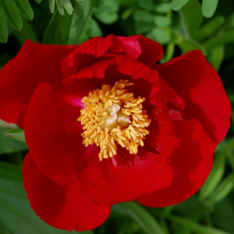 Træpæon Scarlet Heaven - Paeonia Itoh Scarlet Heaven