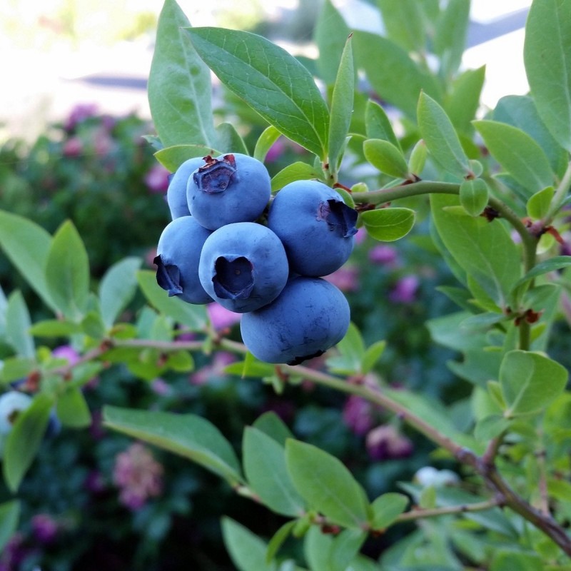 Storfrugtet blåbær Concorde - Vaccinium corymbosum Concorde