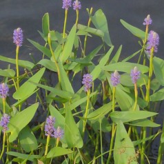 Hjertevandkærte - Pontederia cordata
