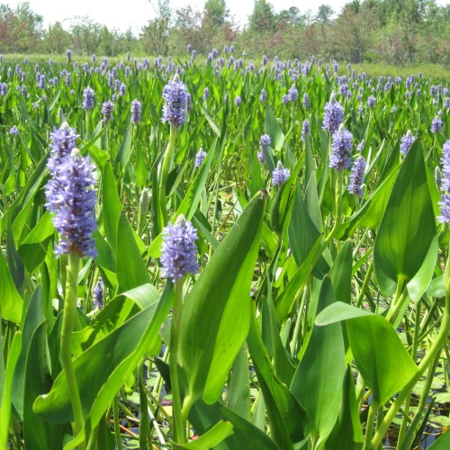 Hjertevandkærte - Pontederia cordata