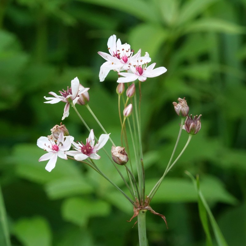 Brudelys - Butomus umbellatus