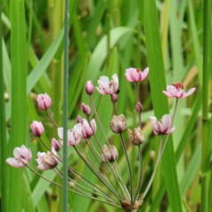 Brudelys - Butomus umbellatus