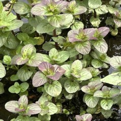 Vandmynte - Mentha aquatica