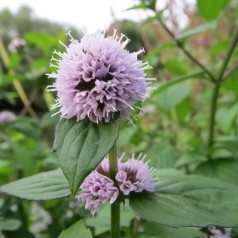 Vandmynte - Mentha aquatica