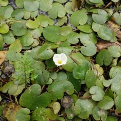 Frøbid - Hydrocharis morsus-ranae