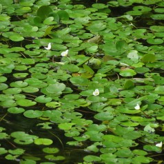 Frøbid - Hydrocharis...
