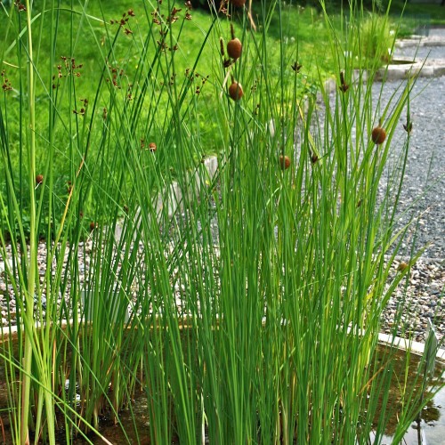 Dværgdunhammer - Typha minima