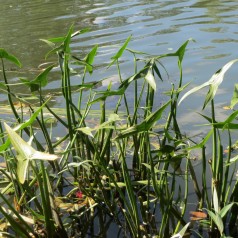 Pilblad - Sagittaria...