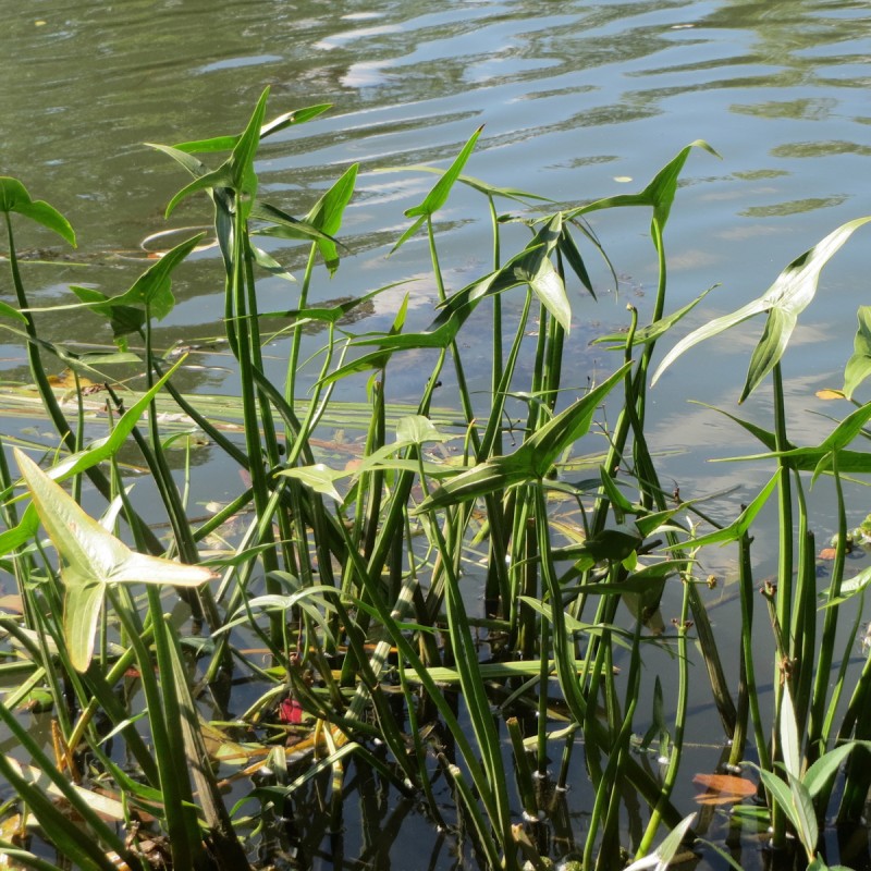 Pilblad - Sagittaria sagittifolia
