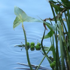 Pilblad - Sagittaria sagittifolia
