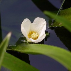 Krebseklo - Stratiotes aloides