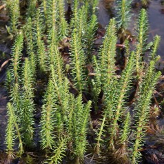 Vandspir - Hippuris vulgaris