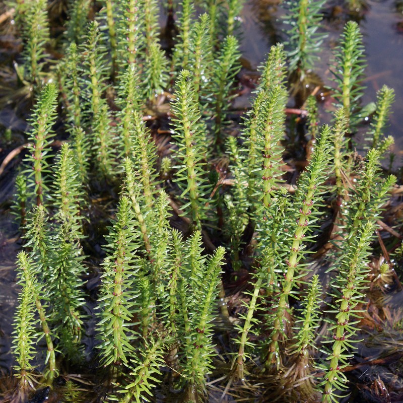 Vandspir - Hippuris vulgaris