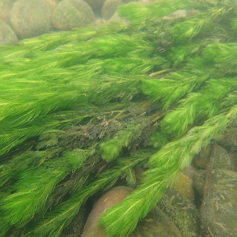 Aks-tusindblad - Myriophyllum spicatum