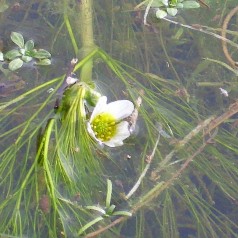 Vandranunkel - Ranunculus...