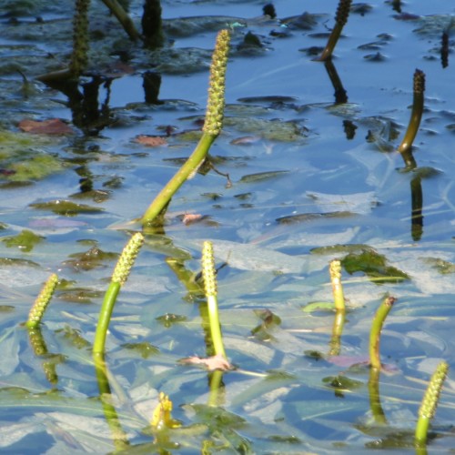 Glinsende Vandaks - Potamogeton lucens