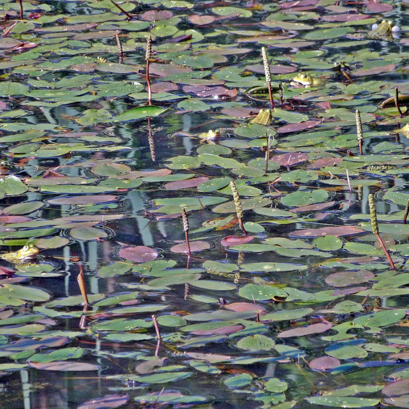 Svømmende vandaks - Potamogeton natans