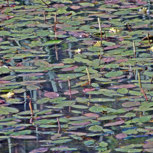 Svømmende vandaks - Potamogeton natans