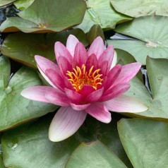 Åkande, Attraction -...