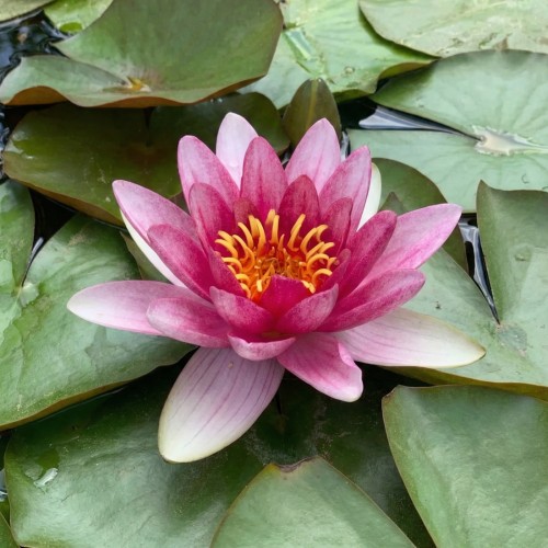 Åkande, Attraction - Nymphaea Attraction