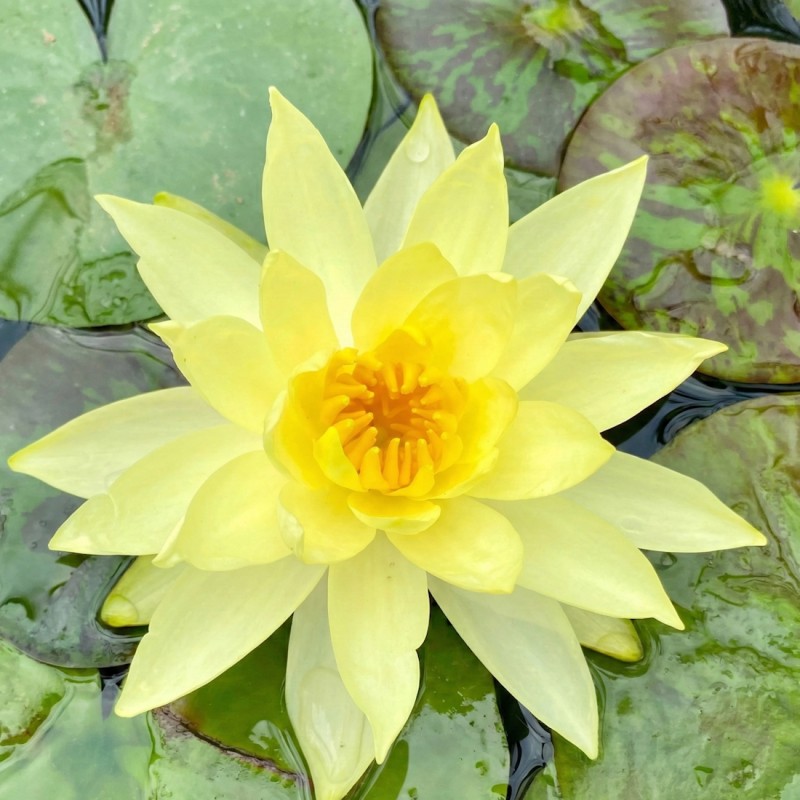Åkande, Marliacea Chromatella - Nymphaea Marliacea Chromatella