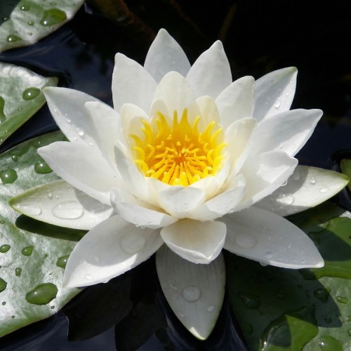 Åkande, Gladstoniana - Nymphaea Gladstoniana