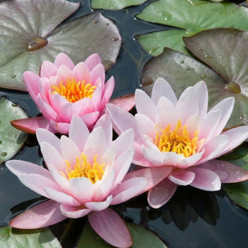 Åkande, Marliacea Carnea - Nymphaea Marliacea Carnea