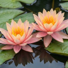 Åkande, Colorado - Nymphaea...