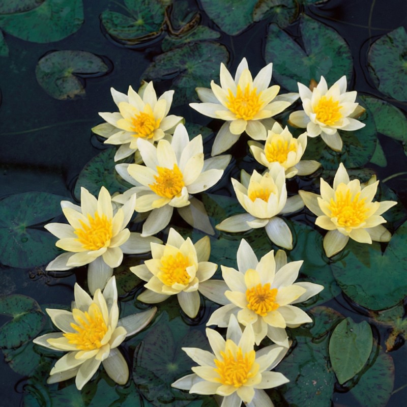 Dværg-åkande, Helvola - Nymphaea Pygmaea Helvola