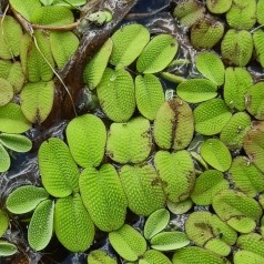 Svømmende salvinia -...