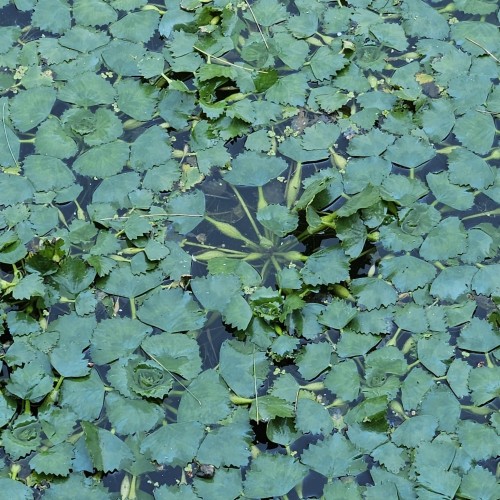 Hornnød - Trapa natans