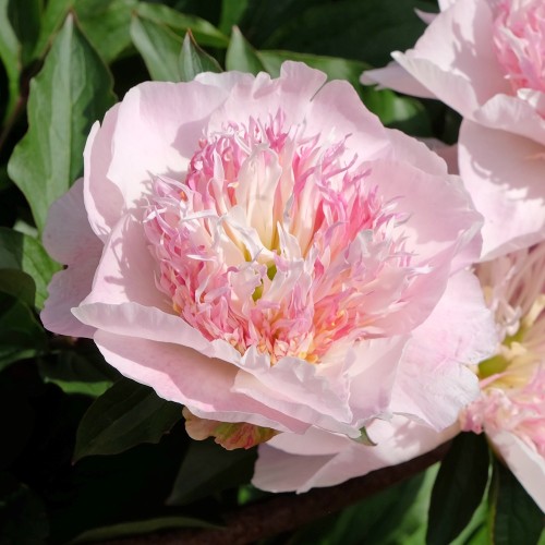 Silkepæon Do Tell - Paeonia lactiflora Do Tell