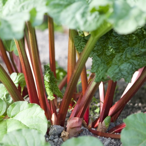 Rabarber Redbarber  - Rheum rhabarbarum Springbarber Redbarber