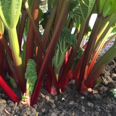Rabarber Cropstar - Rheum...