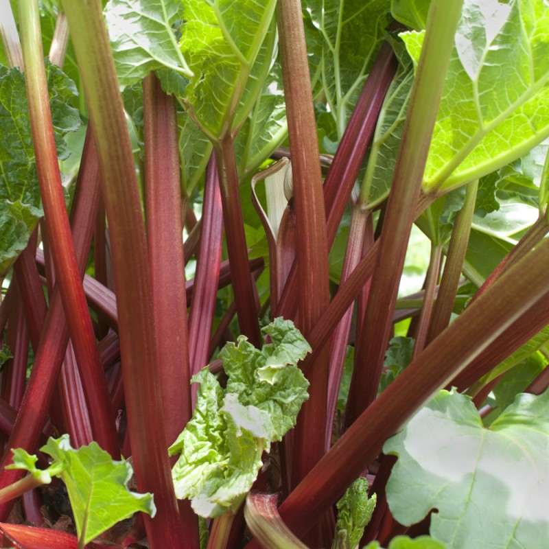 Jordbærrabarber Elmsfeuer - Rheum rhabarbarum Elmsfeuer