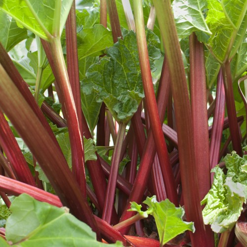 Jordbærrabarber Red Champagne - Rheum rhabarbarum Red Champagne