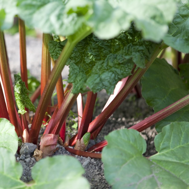 Rabarber Canadian Red - Rheum rhabarbarum Canadian Red