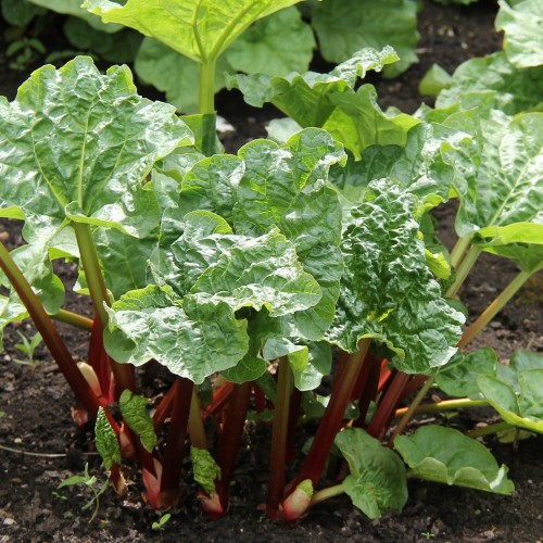Jordbærrabarber Fultons Strawberry Surprise - Rheum rhabarbarum Fultons Strawberry Surprise