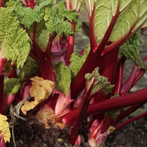 Rabarber Anna Obling - Rheum rhabarbarum Anna Obling