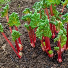 Rabarber Timperley Early -...