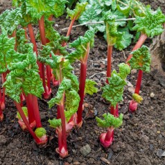 Vinrabarber Valentine - Rheum rhabarbarum Valentine