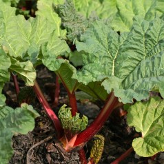 Rabarber Kickoff - Rheum...