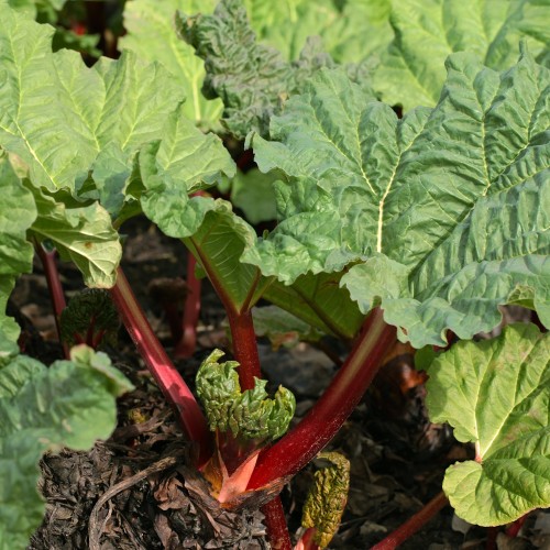 Rabarber Kickoff - Rheum rhabarbarum Springbarber Kickoff