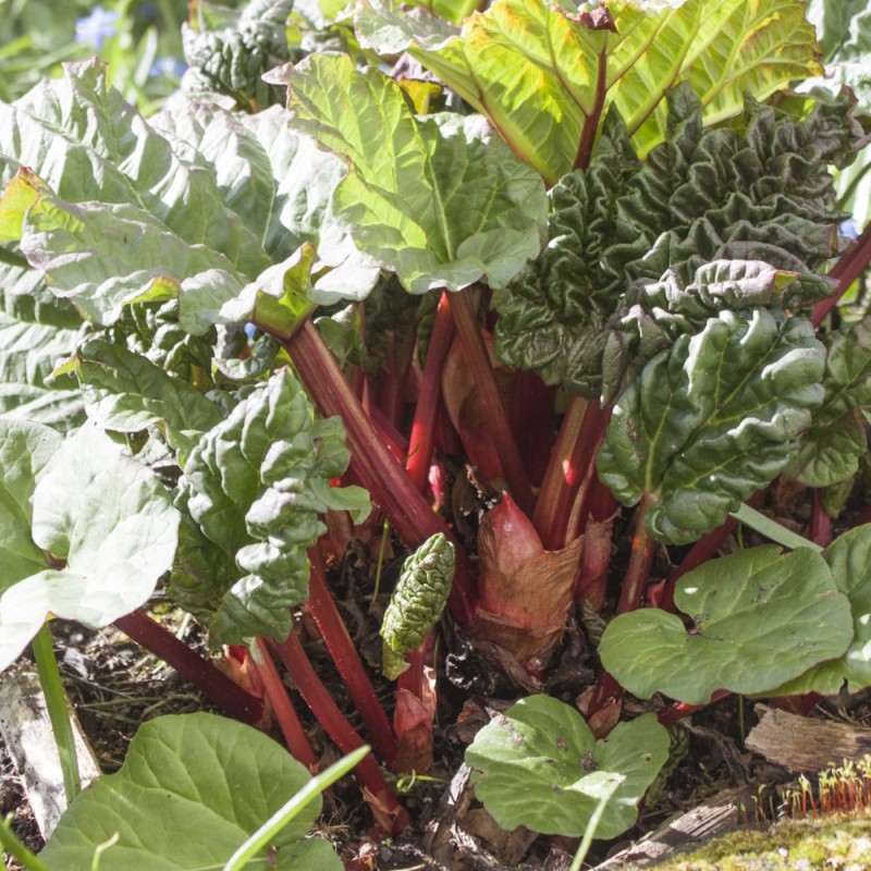 Vinrabarber - Rheum rhabarbarum Vinrabarber